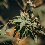 Cannabis et Méditation : Une Connexion Pleine de Sagesse