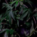 Tourisme du Cannabis: Une Exploration des Destinations Accueillantes